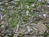 Day 3 - Ivy on derelict barn near Pant-gwyn © Paul Bonwick