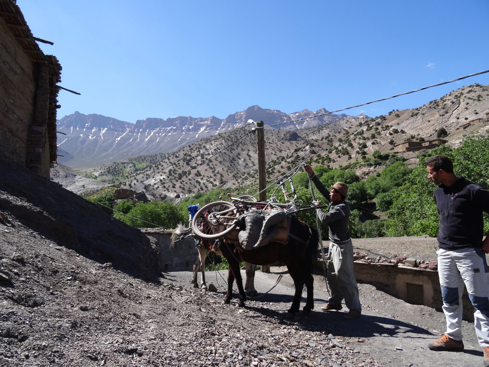 Day 4 - And here they are, the two mules which will help us make the long, steep & rocky climb over Tizi-n-Rughuelt pass. At Ghougoult, with snow in the gullies of the long ridge of Jbel Tarkedit (12,198 ft) in the distance. © Steve Woodward