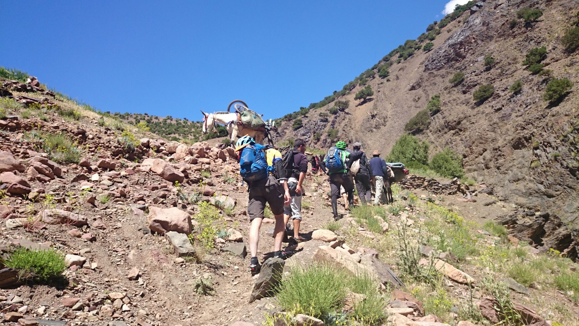 Day 4 - Those  mules sure do carry those bikes better than we could! The climb toward Tizi-n-Rughuelt pass. © Shaun Grey
