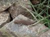 Rest Day B - Who`s this cheeky chappie? A "Bosc`s fringe-toed lizard", we think. But his friends just call him "Dave". At Oukaïmeden ski resort. © Steve Woodward