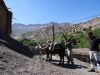 Day 4 - And here they are, the two mules which will help us make the long, steep & rocky climb over Tizi-n-Rughuelt pass. At Ghougoult, with snow in the gullies of the long ridge of Jbel Tarkedit (12,198 ft) in the distance. © Steve Woodward
