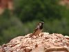 Rest Day A - Come all the way to Morocco & we only bloomin` well bump into Danny Dyer givin` it "Where`s mi cuppa Rosie!?" (anthropomorphised House sparrow = cockney, surely? Answers on a postcard ...) Love you Danny! In Anguelz. © Steve Woodward