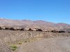 Day 6 - Goat herd, just passing through. Near Tamzrit, with the massive, long bulk of Jbel Tissili (10,400 ft) on the horizon. © Shaun Grey