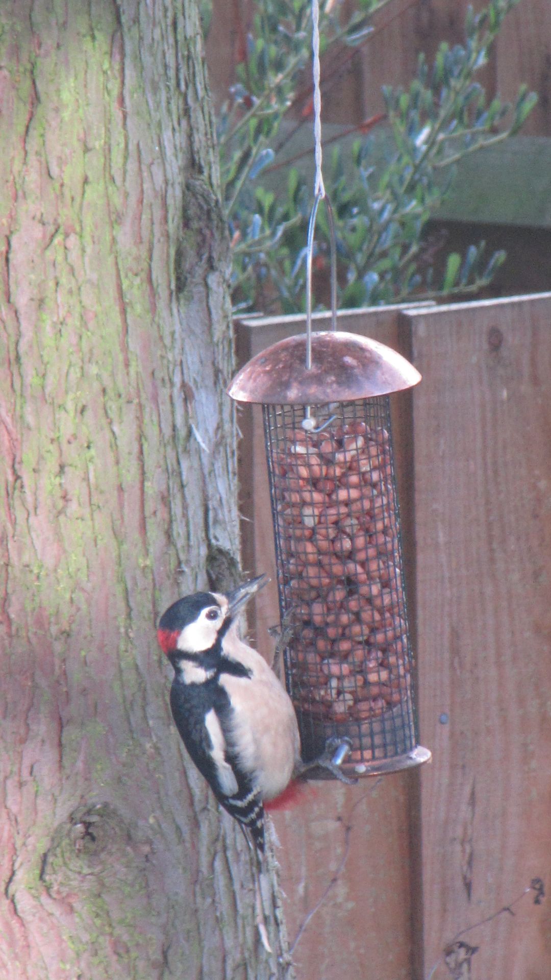 Heybridge Basin, Essex, UK - Woodpecker feeding