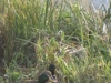 Nr Heybridge Basin, Essex, UK - Ducks by the canal