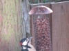 Heybridge Basin, Essex, UK - Woodpecker feeding