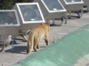 Monterrey, NL, Mexico - IS IT A COUGAR???!!!! Er, no, its a domestic cat