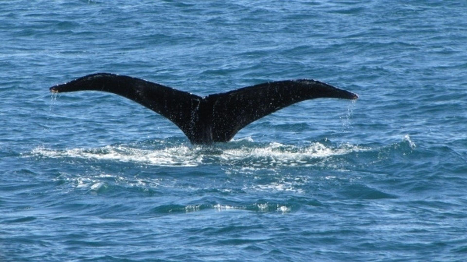 Seward Glacier Cruise - ITS A HUMPBACK WHALE!