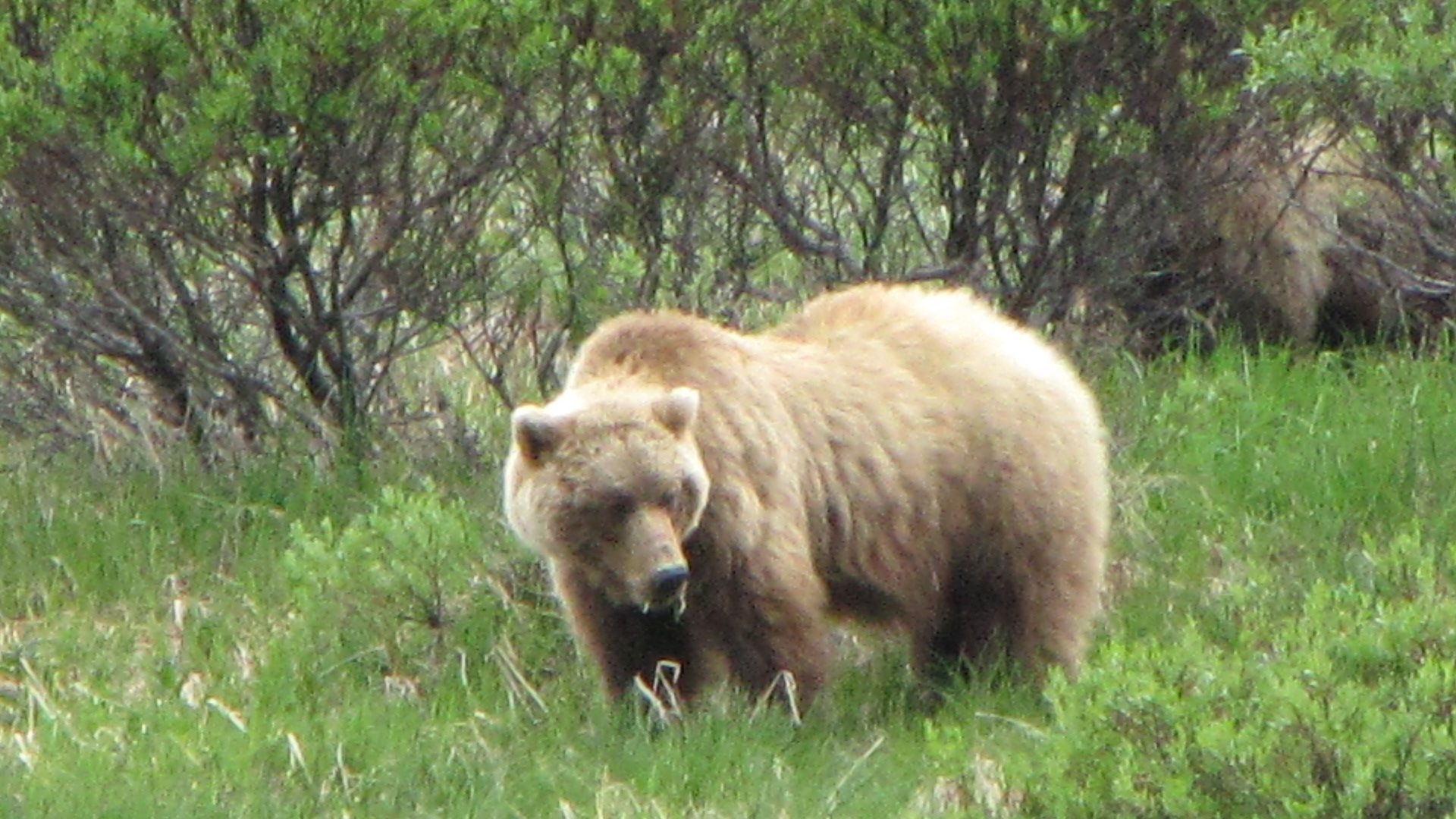 Denali Nat Pk - "Did someone say `Gentle Ben`?  I LOVE Gentle Ben! He`s a bear`s bear!"