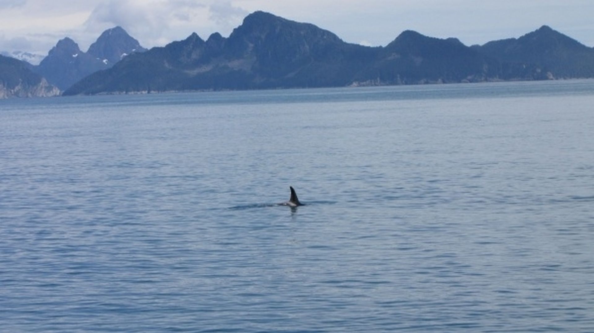 Seward Glacier Cruise - ITS AN ORCA (ok, small I know but it really is)
