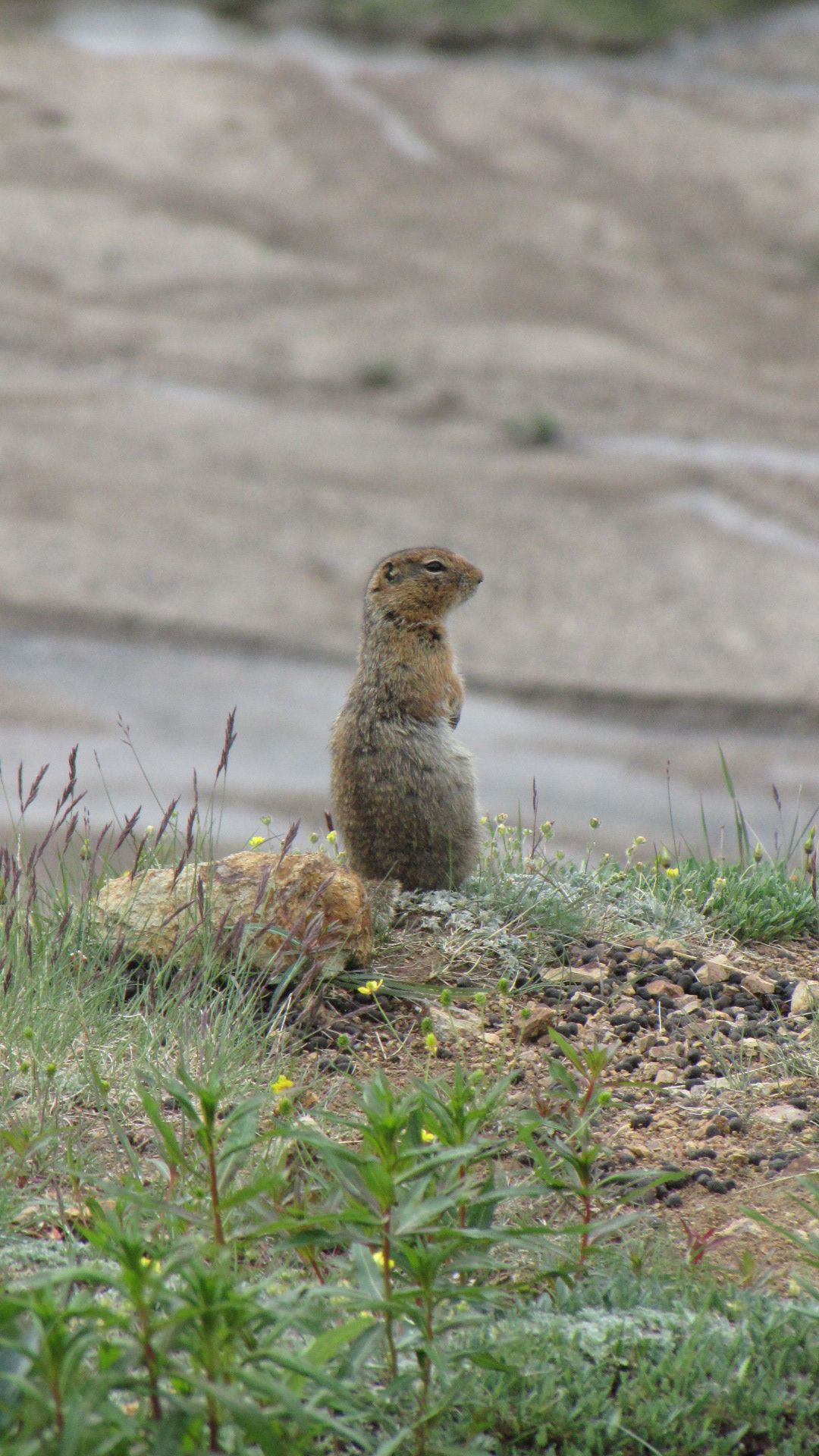 Denali Nat Pk - Playing up for the cameras (Ground Squirrel)