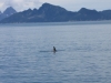 Seward Glacier Cruise - ITS AN ORCA (ok, small I know but it really is)