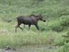 Denali Highway - Mousse?  Moose?  Mouse?
