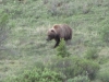 Denali Nat Pk - Really really NOT a man in a suit