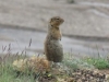 Denali Nat Pk - Playing up for the cameras (Ground Squirrel)