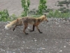 Denali Nat Pk - Fox, you are fantastic, Mr