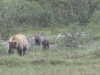 Denali Nat Pk - Oh I see, showing off with TWO cubs are we?  Right, get me "Gentle Ben" we need to sire triplets