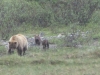 Denali Nat Pk - Oh I see, showing off with TWO cubs are we?  Right, get me "Gentle Ben" we need to sire triplets