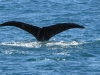 Seward Glacier Cruise - ITS A HUMPBACK WHALE!
