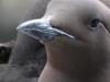 Seward - Seagull Stag Do