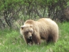 Denali Nat Pk - "Did someone say `Gentle Ben`?  I LOVE Gentle Ben! He`s a bear`s bear!"