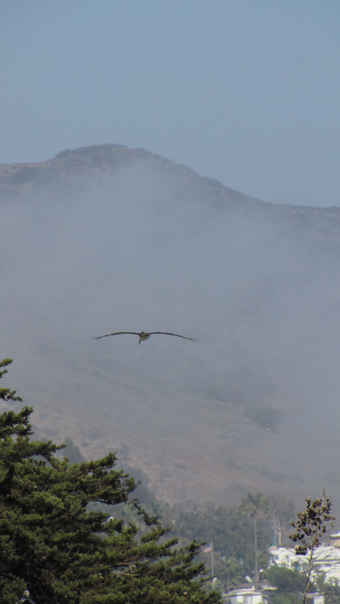 Pacific Coast Hwy, LA, CA, USA - Seagulls have fog-radar