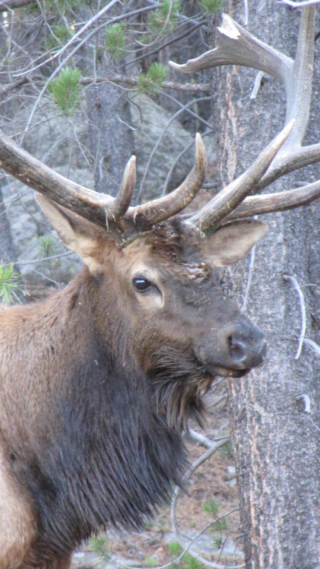 Nr Bear Lake, Rocky Mtn Nat Pk, CO, USA - Elk male protecting his harem