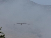 Pacific Coast Hwy, LA, CA, USA - Seagulls have fog-radar