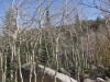 Nr Bear Lake, Rocky Mtn Nat Pk, CO, USA - Spooky trees