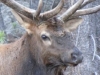 Nr Bear Lake, Rocky Mtn Nat Pk, CO, USA - Elk male protecting his harem