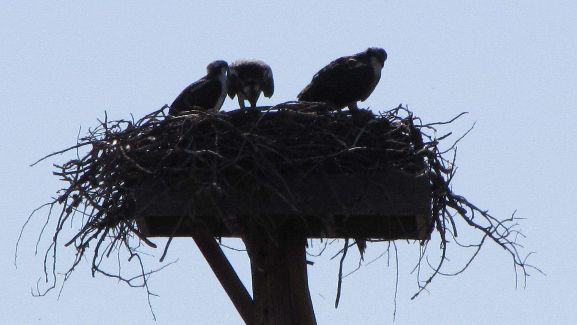 Nr West Yellowstone, MT, USA - Hawks` nest (those look a bit big to be babies don`t they?  Kids! They1re all the same, think you`ve got rid of them and they1re back, treating this nest like a hotel!")