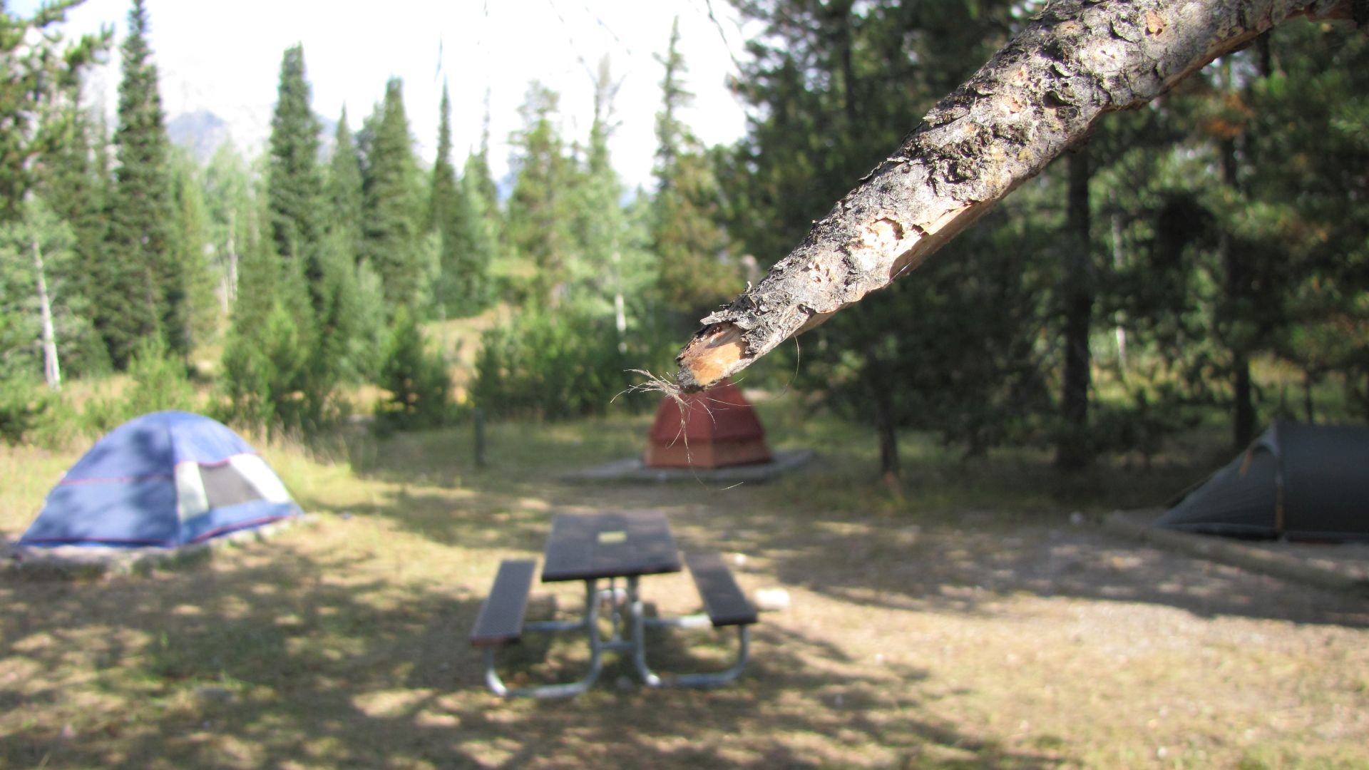 Grand Teton Nat Pk, WY, USA - The "snapped-off branch in question" aka "the culprit" deftly decorated with a small wad of my scalp from the injury