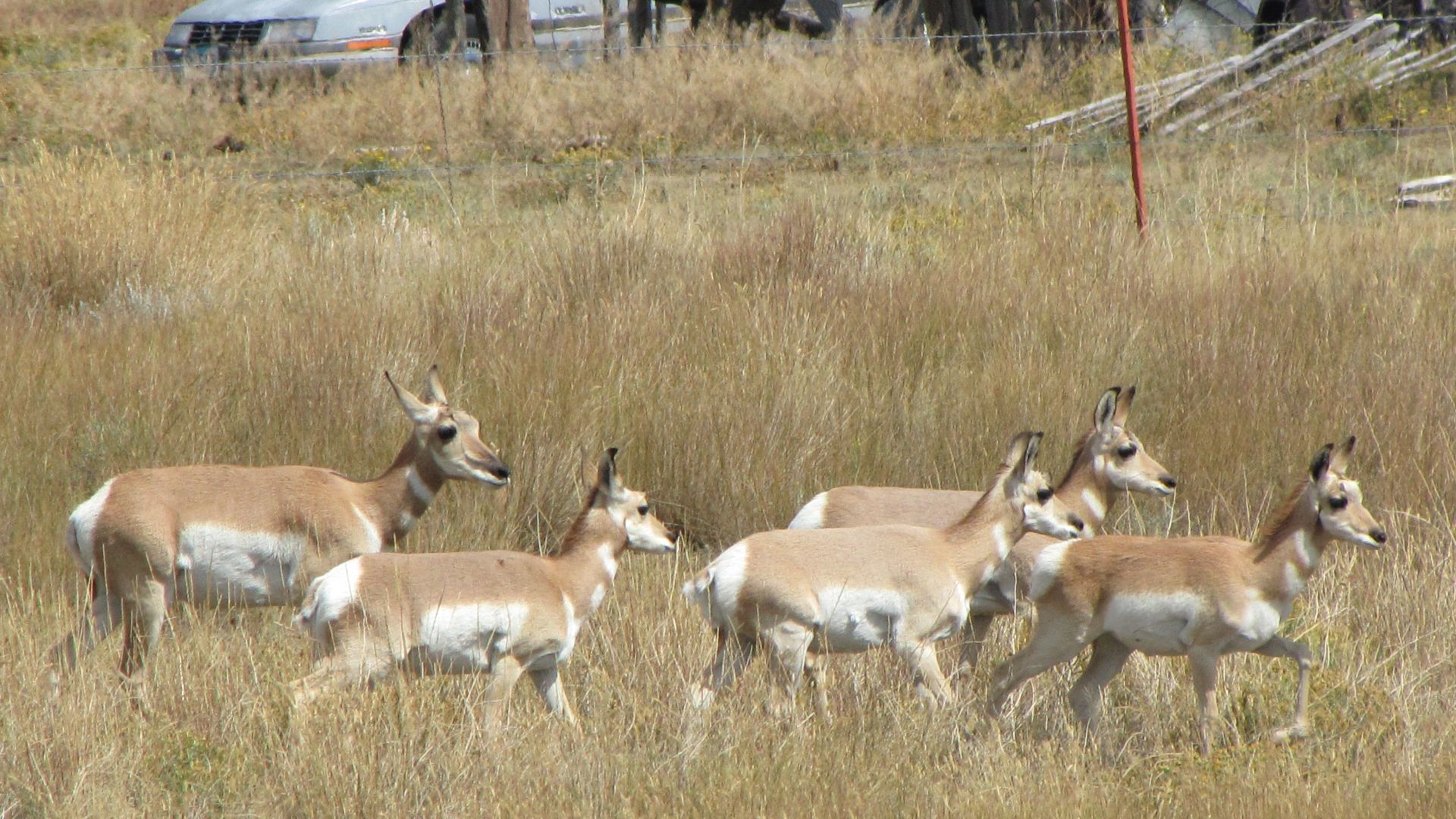 Nr Laramie, WY, USA - Pronghorn Antelopes en masse