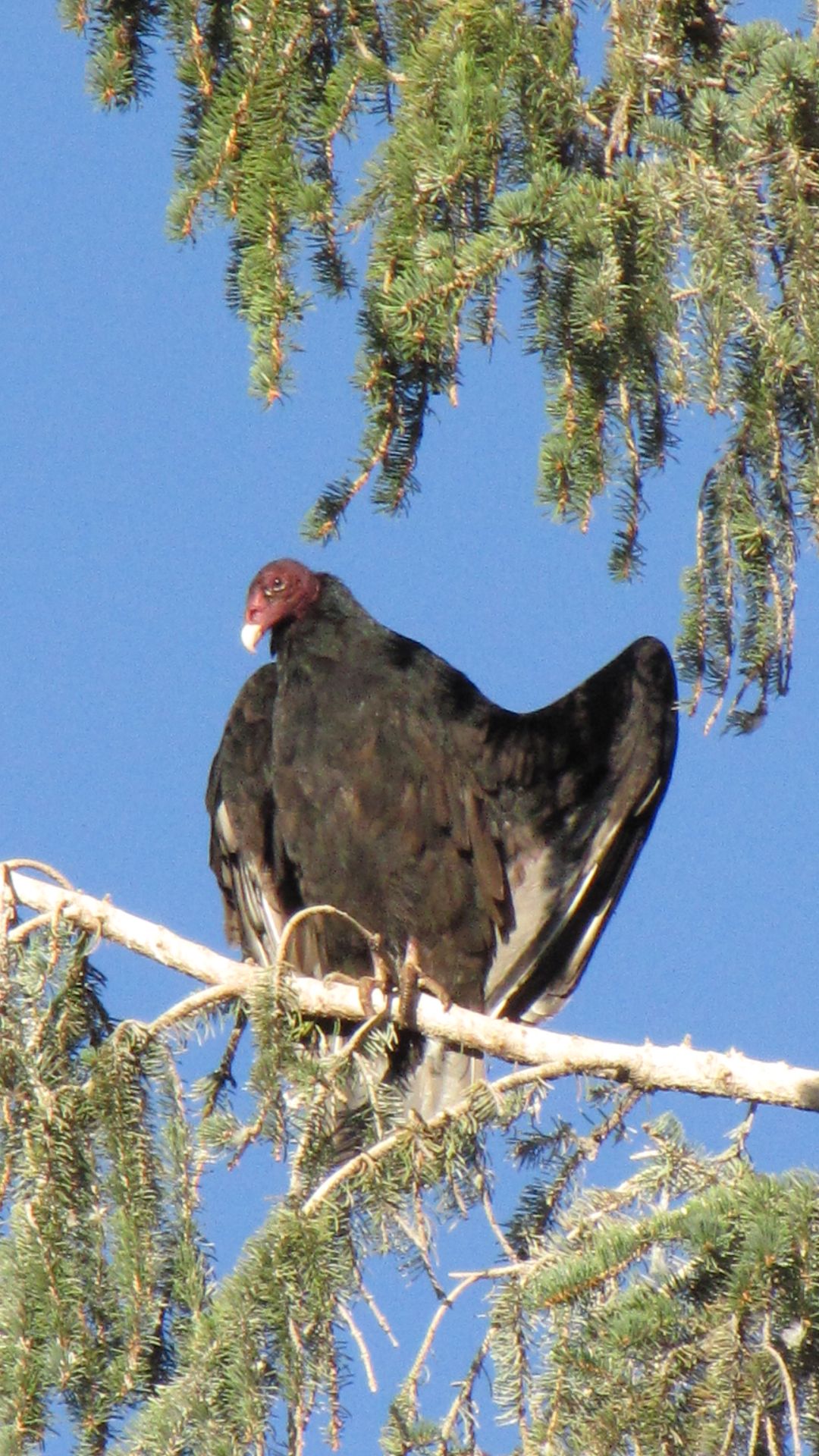 Laramie, WY, USA - "And I says to `im, I says, `It was THIS BIG!`  Oh how we all squawked!!" (its a `Turkey Vulture` apparently & there were dozens of them up a tree in a residential street!  Ok, ok birdists, they don`t actually squawk but `how we all hissed` wouldn`t sound the same would it?)
