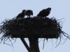 Nr West Yellowstone, MT, USA - Hawks` nest (those look a bit big to be babies don`t they?  Kids! They1re all the same, think you`ve got rid of them and they1re back, treating this nest like a hotel!")