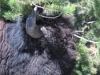 Yellowstone Nat Pk, WY, USA - Bison in "tree-perm" catastrophe
