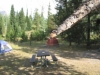 Grand Teton Nat Pk, WY, USA - The "snapped-off branch in question" aka "the culprit" deftly decorated with a small wad of my scalp from the injury