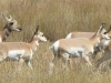 Nr Laramie, WY, USA - Pronghorn Antelopes en masse