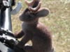 Derek, who just "turned-up one day" decided to stay & is now my new Navigator (he`s a "Jackalope" part "Jack Rabbit" & "Pronghorn Antelope", Wyoming`s unofficial State-animal)