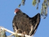 Laramie, WY, USA - "And I says to `im, I says, `It was THIS BIG!`  Oh how we all squawked!!" (its a `Turkey Vulture` apparently & there were dozens of them up a tree in a residential street!  Ok, ok birdists, they don`t actually squawk but `how we all hissed` wouldn`t sound the same would it?)