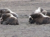 Musk Ox chilling, North Slope, Arctic - Down with the homies