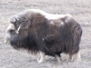 Mummy Musk Ox giving little one a feed