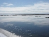 Arctic Tundra, nice - Seriously, beautiful :)