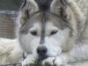 Coldfoot sled racing team #2 - And this one is the 2nd cousin (twice removed) of "Nanook" from the film the Lost Boys.  Now there`s a thing.