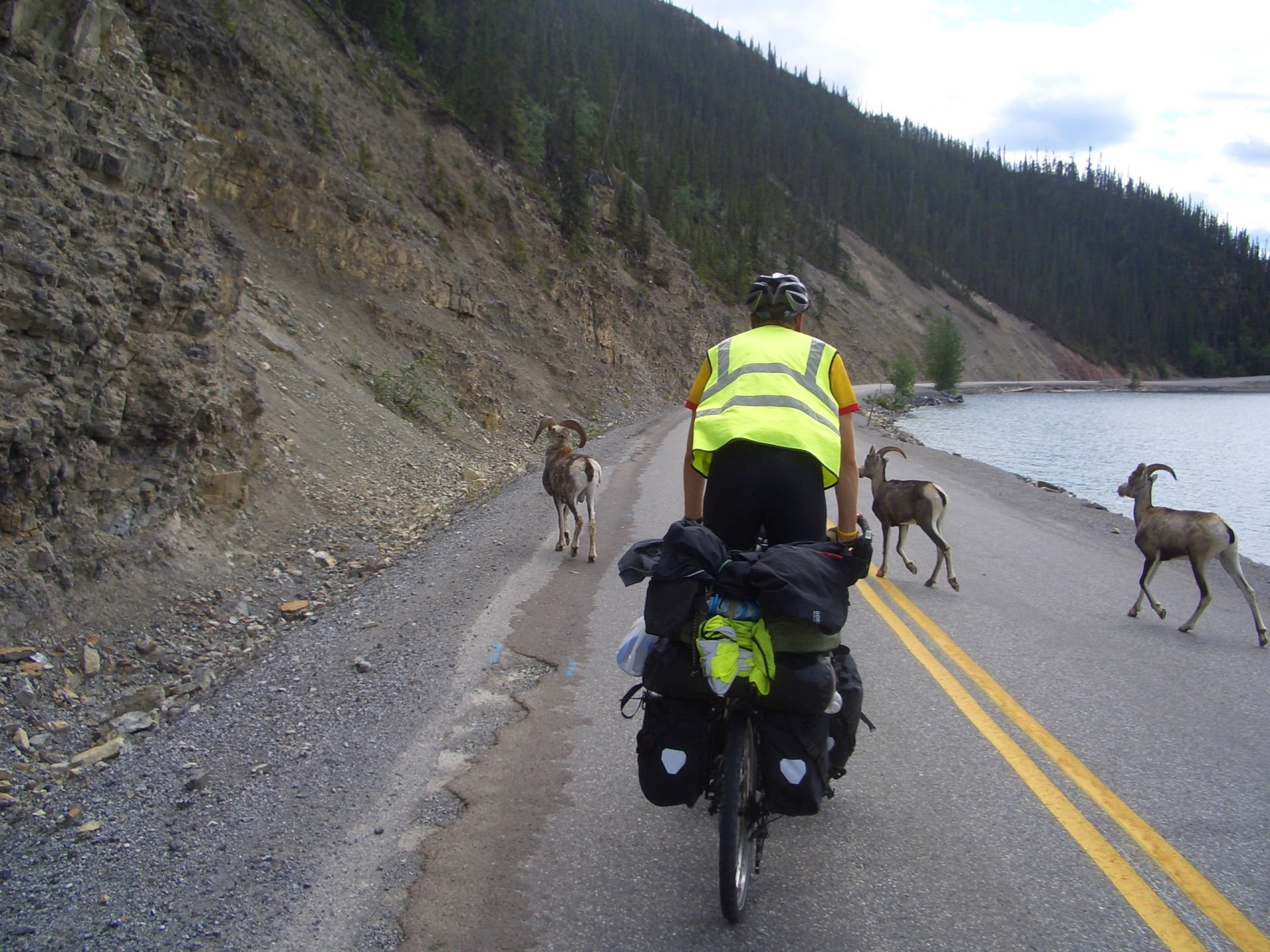 Nr Toad River, YT, Canada - no, look at the sheep not my posterior!