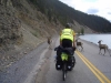 Nr Toad River, YT, Canada - no, look at the sheep not my posterior!