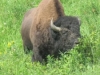 Hello Bison