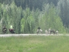 Nr Toad River, YT, Canada - Ward & Jacky attempt the famous "sheep flank" manoeuvre