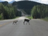 Nr Toad River, YT, Canada - Mummy sheep to baby sheep