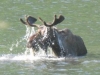 Toad River, YT, Canada - Daddy Moose